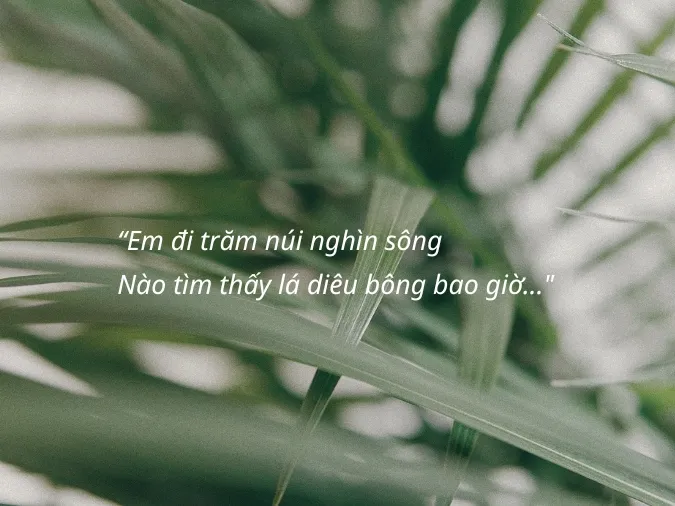 Lá diêu bông là gì? Nguồn gốc và ý nghĩa của lá diêu bông 4