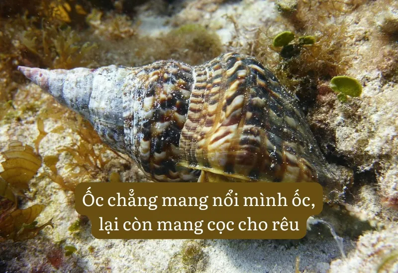 Việc lo chuyện bao đồng cũng được người xưa nhắc đến trong một số câu thành ngữ, tục ngữ