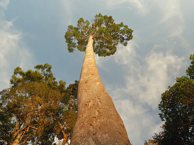 Cây Menara, một loài meranti vàng, được biết đến là cây nhiệt đới sống cao nhất ở Malaysia.
