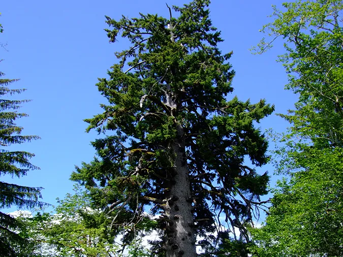 Cây vân sam Sitka cao vút, một trong những cây lá kim lớn nhất thế giới, tại Công viên tiểu bang Prairie Creek Redwoods.