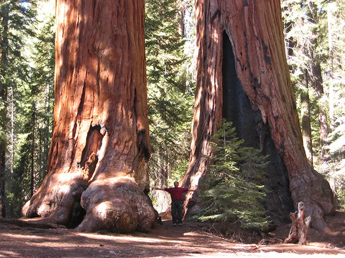 Cây cự sam Giant Sequoia cổ thụ, biểu tượng của sự sống lâu năm và loài cây lớn nhất thế giới.