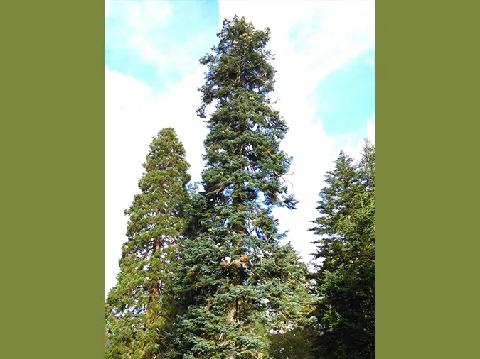 Linh sam Noble Fir, một loài cây lá kim lớn, vươn thẳng đứng trong môi trường tự nhiên của nó.