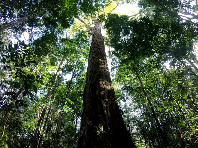 Dinizia excelsa, loài cây rừng mưa nhiệt đới Nam Mỹ, vươn mình mạnh mẽ giữa hệ sinh thái đa dạng.