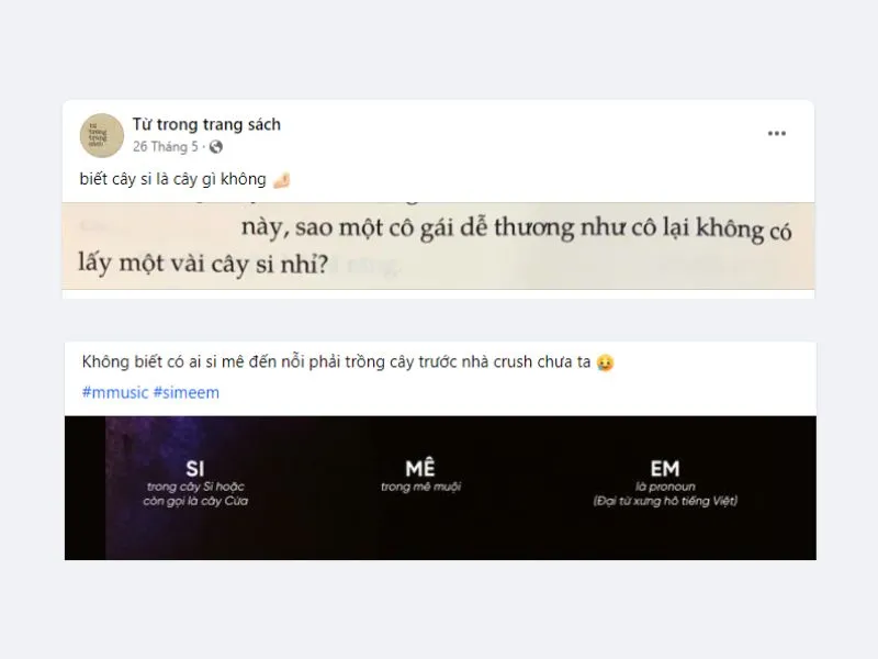 Màn hình Facebook với các bài đăng thảo luận về việc trồng cây si trong cộng đồng mạng