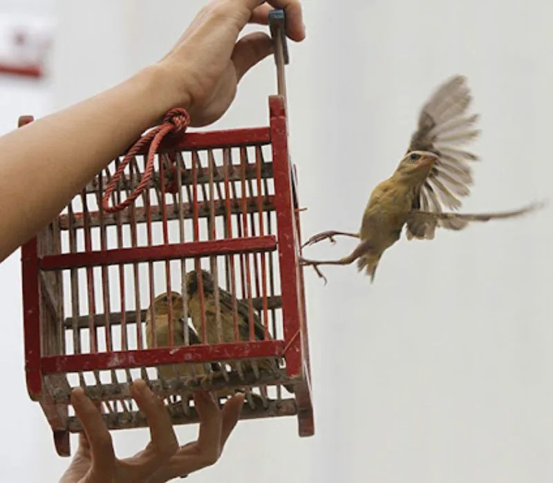Phóng sinh chim bồ câu, nguyện đọc bài khấn phóng sinh hồi hướng cầu mong chúng sinh được giải thoát