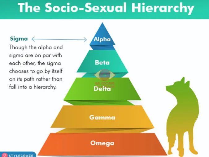 Mô hình phân cấp tính cách nam giới: Alpha, Beta, Delta, Gamma, Omega và vị trí độc đáo của Sigma
