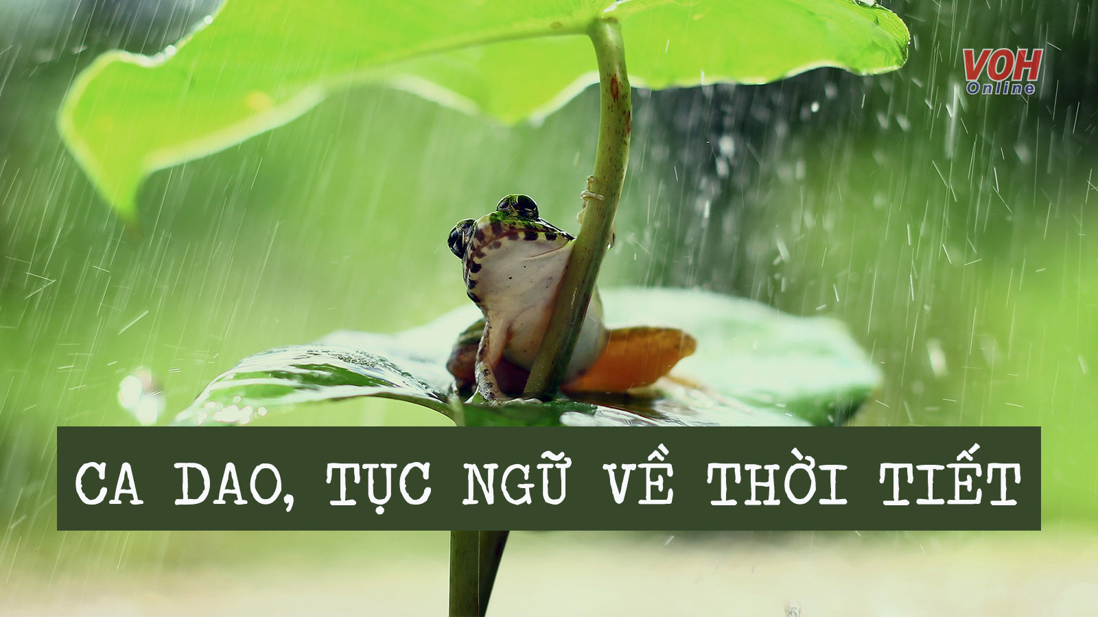 Đất đai khô cằn nứt nẻ do ảnh hưởng của hạn bà chằn