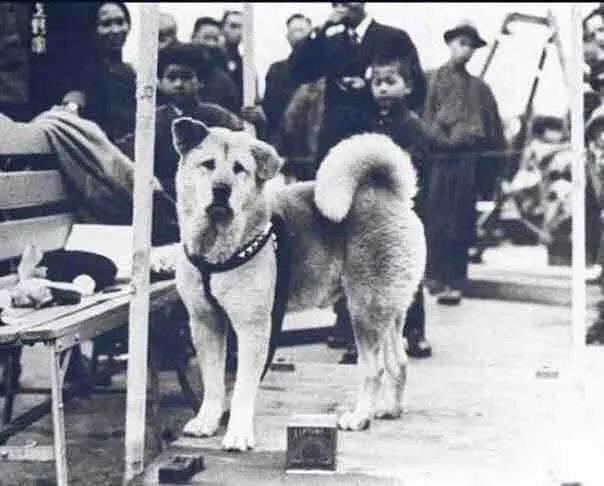 Tượng chú chó Hachikō, biểu tượng của lòng trung thành và những điều thú vị về động vật