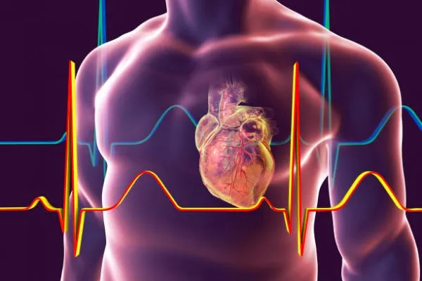 Hình ảnh minh họa trái tim người, biểu tượng của sự sống và những điều thú vị trong y học