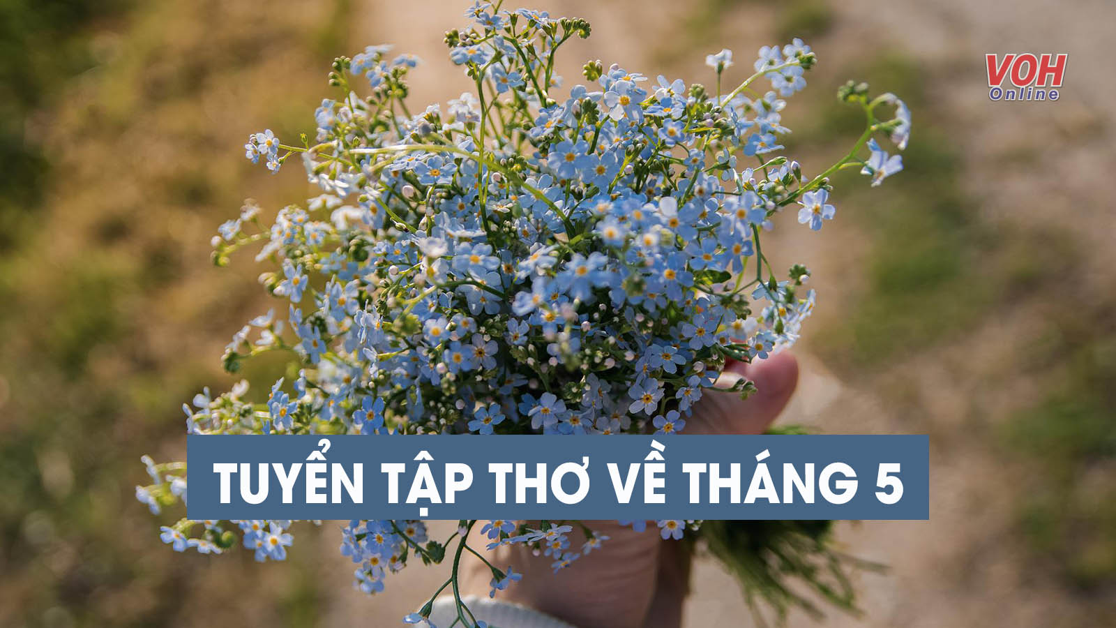 Phong cảnh tháng 5 với những sắc hoa và ánh nắng mùa hạ, gợi cảm hứng cho thơ ca về mùa hè và tình yêu tuổi học trò.