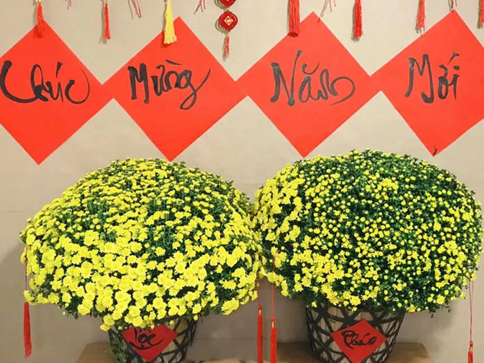 Cúc Mâm Xôi là loài hoa không thể thiếu trong ngày Tết, biểu tượng trường tồn và niềm vui