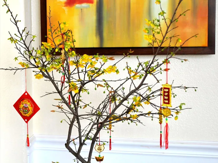 Trưng hoa Mai ngày Tết mang lại giàu sang phú quý, làm ăn phát đạt