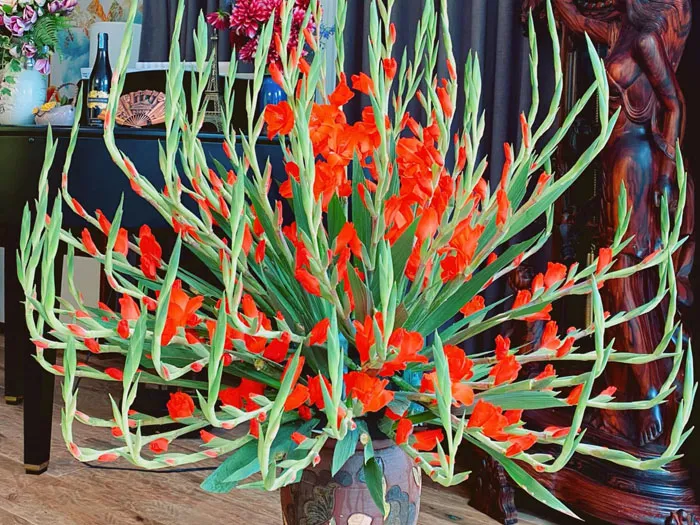 Trưng trên bàn thờ hoa Lay Ơn tạo sự trang trọng nơi thờ cúng, mang ý nghĩa tinh khiết và hoài niệm
