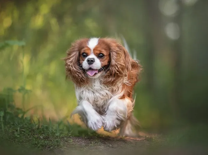 Cavalier King Charles Spaniel với vẻ ngoài quý phái và đôi tai rậm lông đặc trưng, là bạn đồng hành thân thiện và thích chơi đùa