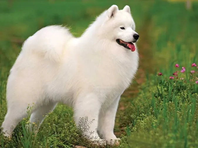 Samoyed với bộ lông trắng tinh khôi và nụ cười rạng rỡ, một biểu tượng của sự thân thiện và vẻ đẹp tao nhã