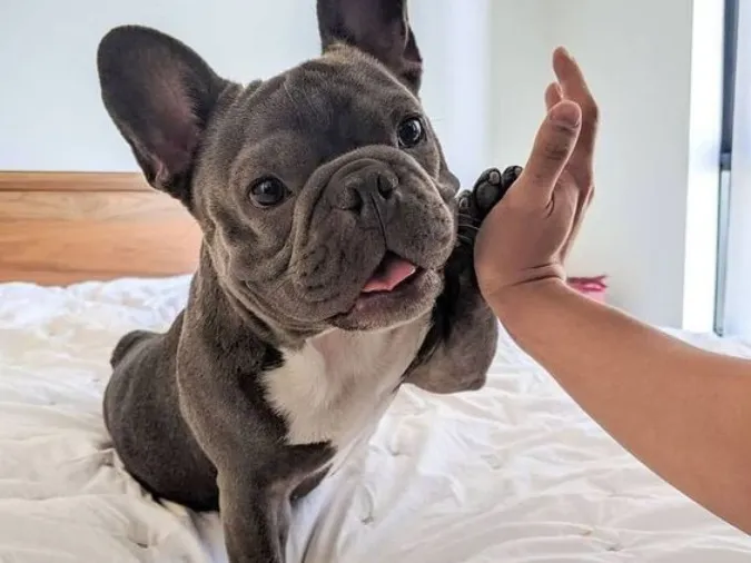 Bull Pháp đáng yêu với đôi tai dựng đặc trưng, thể hiện sự thân thiện và dễ gần, là người bạn đồng hành lý tưởng