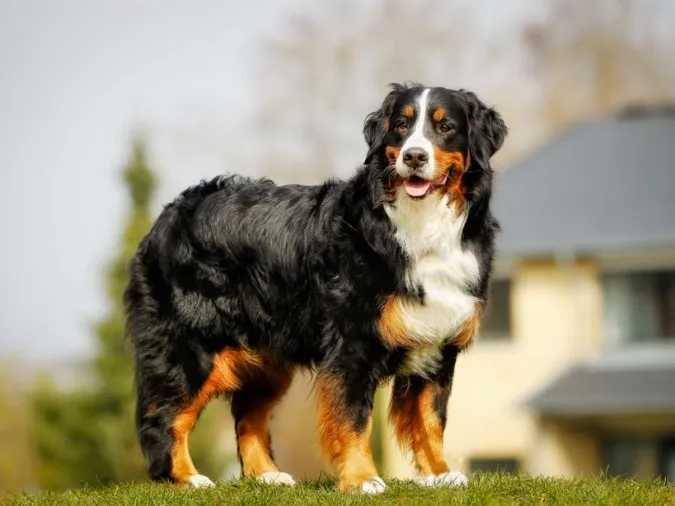 Chó Núi Bernese to lớn nhưng hiền lành, với bộ lông ba màu đặc trưng, là người bạn đồng hành tuyệt vời và yên tĩnh
