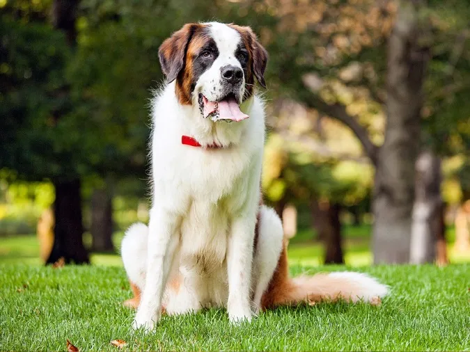 St. Bernard to lớn và hiền lành, với bộ lông dày và đôi mắt trầm tư, là người bạn trung thành và lý tưởng cho các gia đình