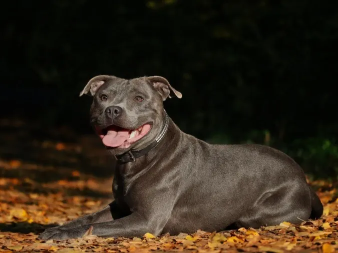 Chó Sục Bull Staffordshire với thân hình cơ bắp và vẻ ngoài mạnh mẽ, một giống chó trung thành nhưng cần huấn luyện kỹ lưỡng