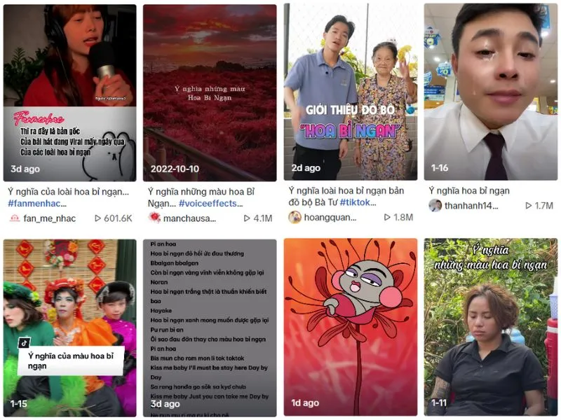Màn hình điện thoại hiển thị video TikTok về ý nghĩa các màu hoa bỉ ngạn, thể hiện sức lan tỏa của trào lưu trên mạng xã hội.