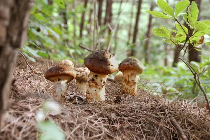 Nấm Matsutake cũng được đánh giá là một trong những loại nấm đắt nhất thế giới