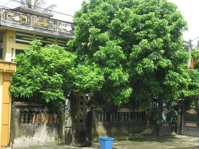 Cây lớn có tán lá rậm rạp che khuất cửa chính ngôi nhà, minh họa cách cây cối quá um tùm có thể cản trở năng lượng dương và tài lộc vào nhà theo phong thủy.