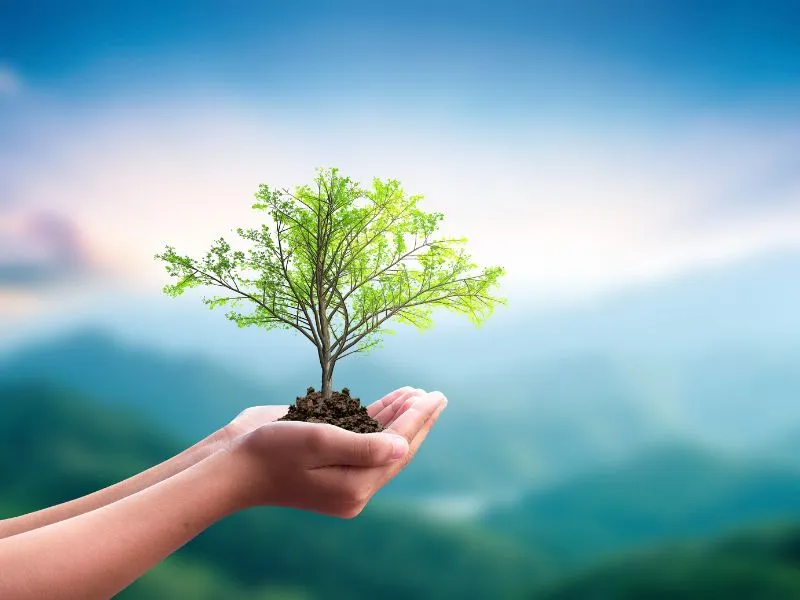 Rừng cây xanh tươi, biểu tượng cho tầm quan trọng của Ngày Quốc tế Rừng, nhấn mạnh vai trò môi trường