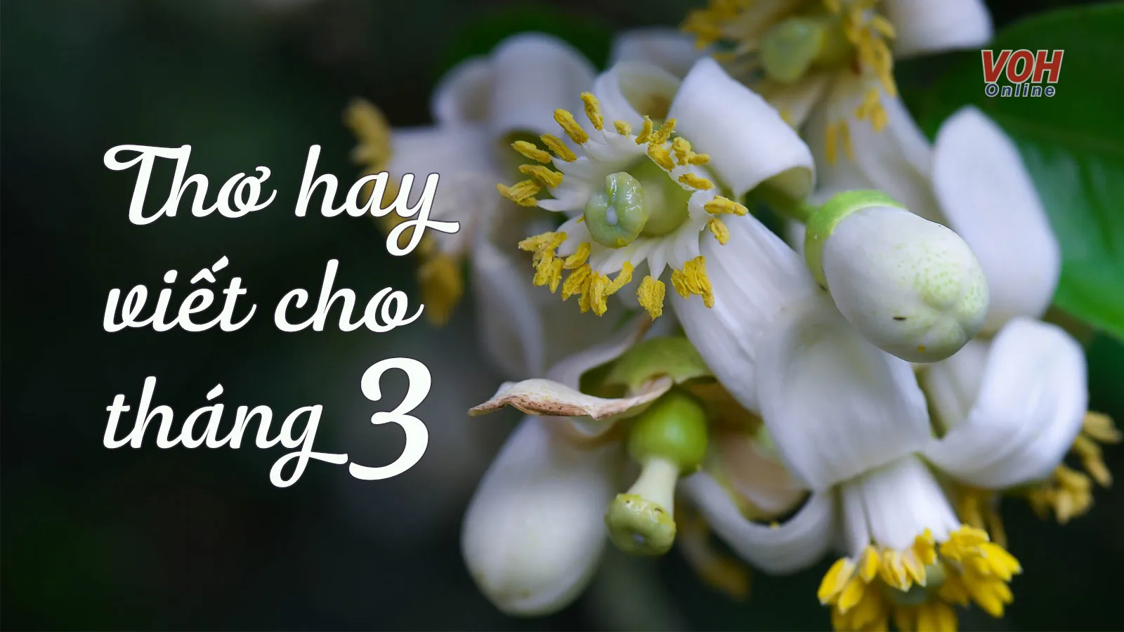 Hình ảnh tập thơ và bút, tượng trưng cho thơ ca tháng 3 và cảm hứng sáng tạo văn học