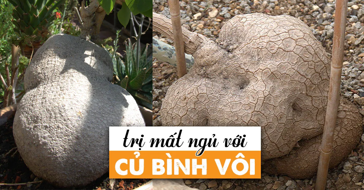 Củ bình vôi, một loại thảo dược truyền thống hỗ trợ trị mất ngủ và cải thiện giấc ngủ tự nhiên