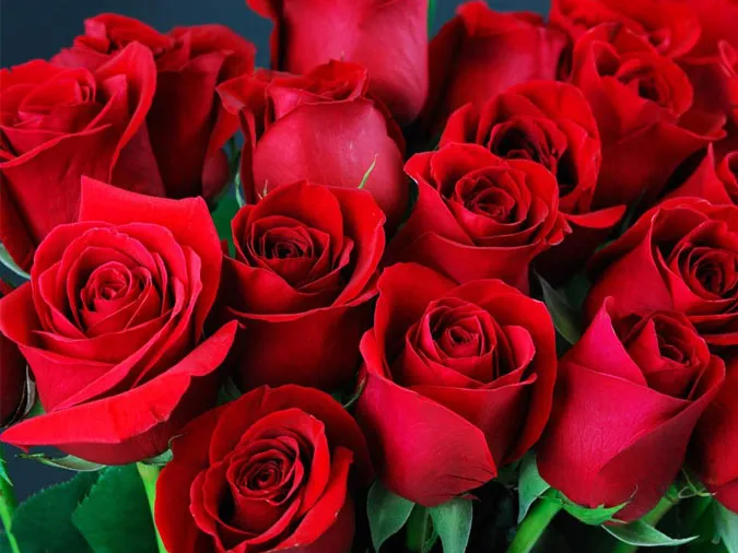 Bó hoa hồng đỏ tươi thắm, biểu tượng vĩnh cửu của tình yêu trong ngày Valentine.