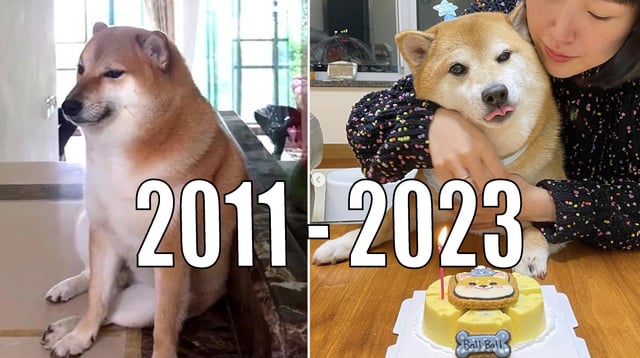 Chú chó Cheems, một biểu tượng meme nổi tiếng, đại diện cho hiện tượng Meme Là Gì trong văn hóa internet.