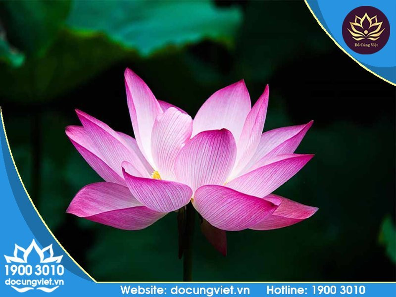 lễ vật văn khấn lễ cúng tuần đầu