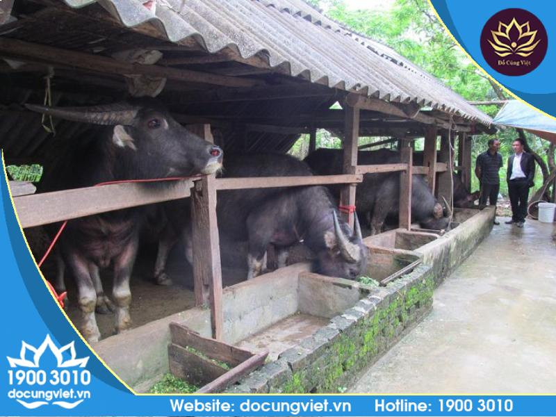 Mâm cúng ông chuồng bà chuồng truyền thống với lễ vật đơn giản, đặt trước chuồng gia súc.