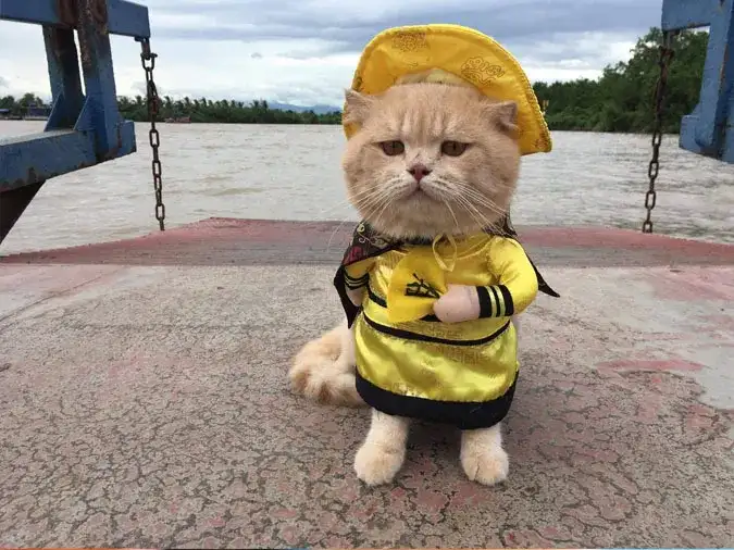 Một chú mèo đáng yêu nằm cạnh cô chủ, thể hiện mối quan hệ 'Boss và con sen' qua góc nhìn thú cưng.