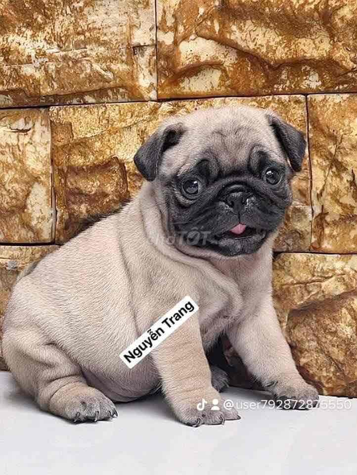 Chú chó Pug mini mặt nhăn đáng yêu đang nhìn nghiêng
