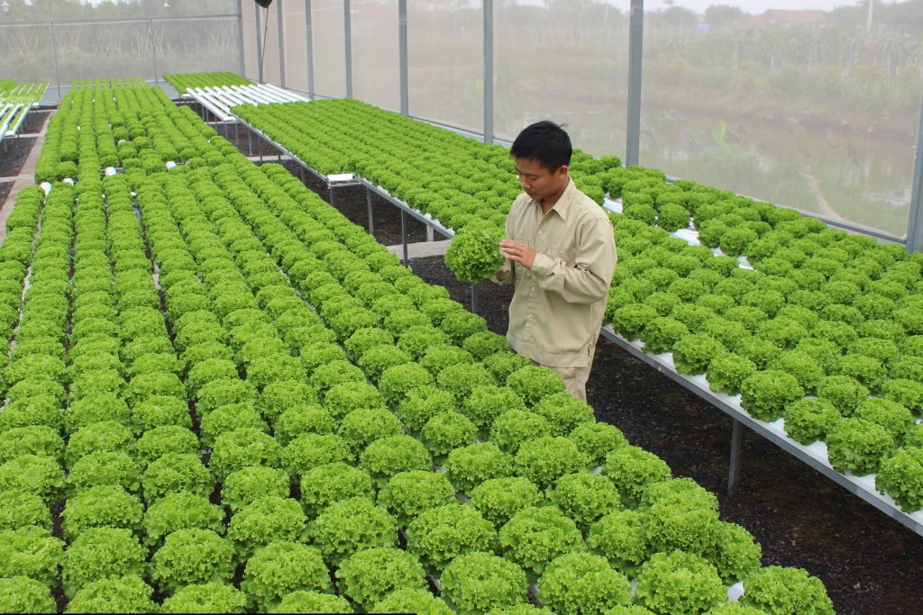 Phân trùn quế SFARM cải thiện sức khỏe đất và tăng cường sinh trưởng cây trồng