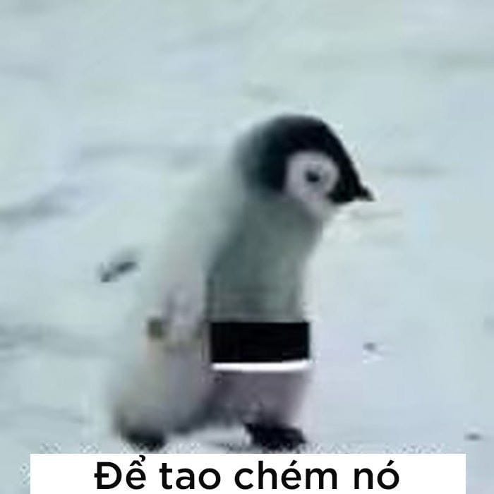 Meme chim cánh cụt lúng túng biểu cảm ngại ngùng trong tình huống xã hội