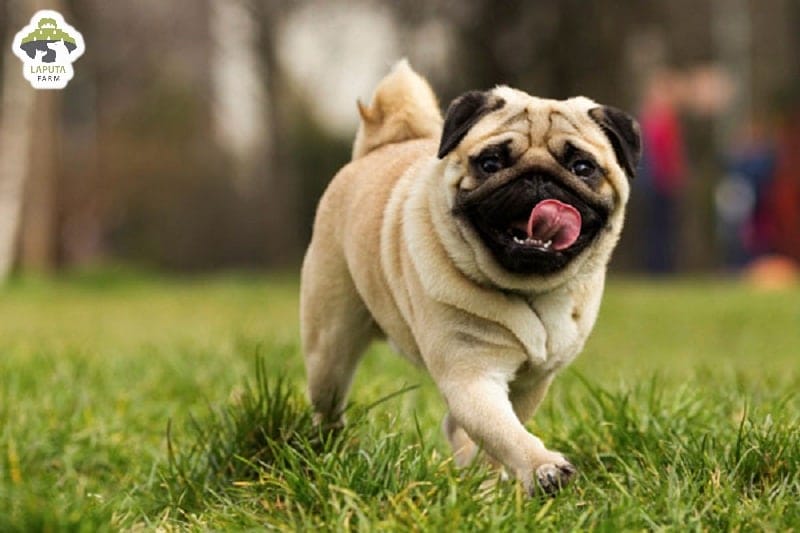 Một chú chó Pug đang ngồi nhìn thẳng rất dễ thương