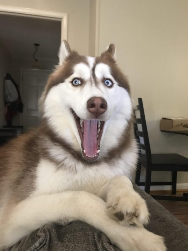 Chú chó Husky với biểu cảm ngáo cute, đôi mắt ngơ ngác và dáng vẻ hài hước