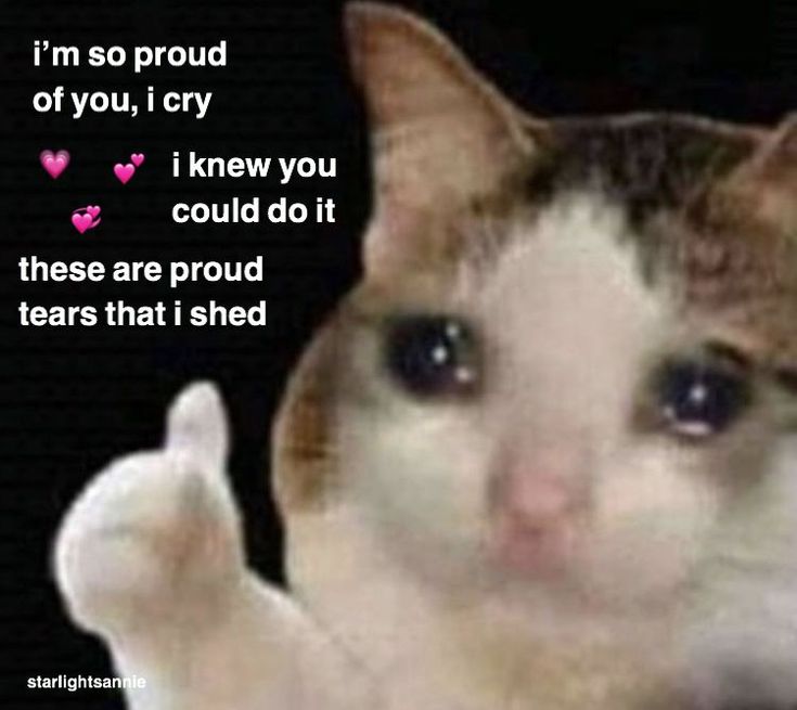 Tổng hợp meme mèo khóc hài hước