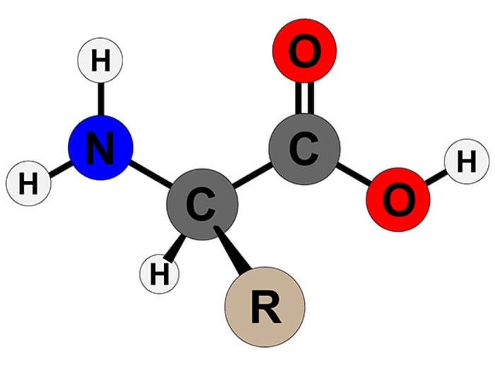 Cấu trúc cơ bản của amino axit cho thấy nhóm amin, carboxyl và chuỗi bên R