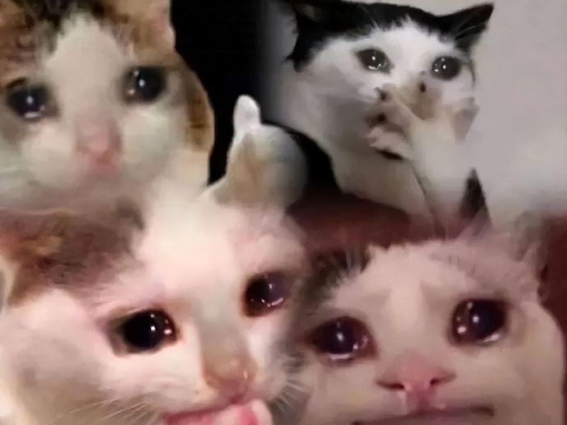 Hình ảnh mèo khóc buồn rầu, ảnh meme động vật