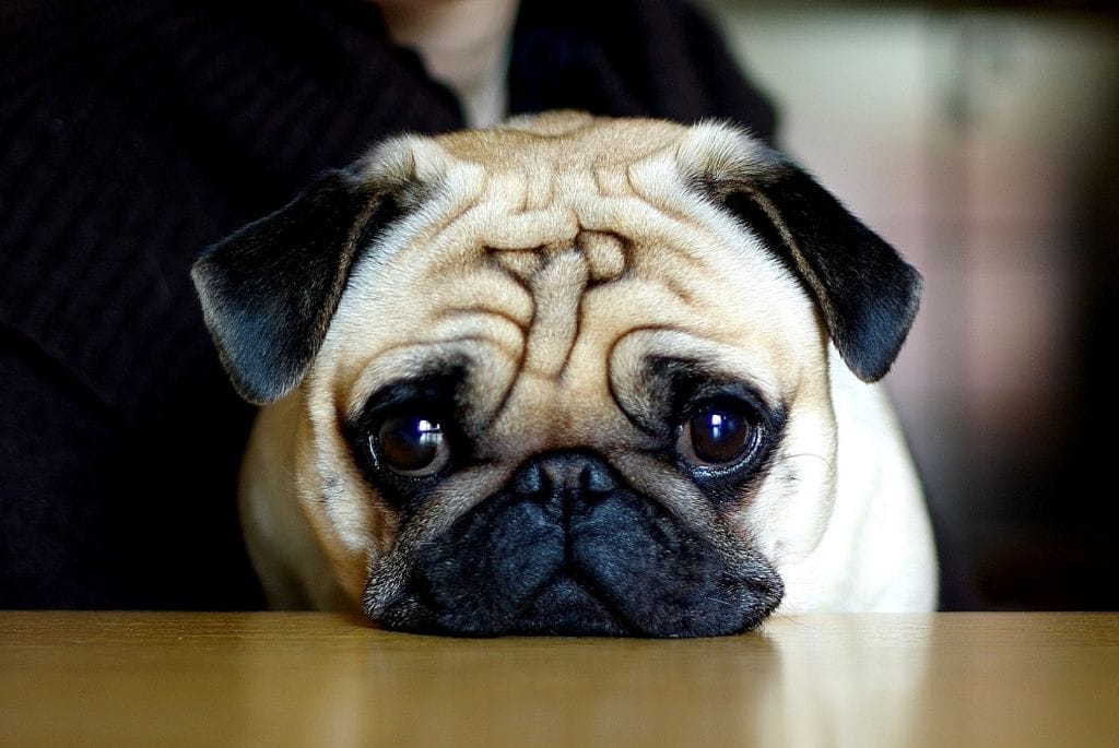 Một chú chó Pug thuần chủng với bộ lông màu vàng bò đang nằm nghỉ ngơi