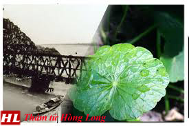 Hình ảnh một người phụ nữ Thanh Hóa đang thu hoạch rau má trên cánh đồng khô cằn, biểu tượng cho sự kiên cường và khả năng thích nghi trong hoàn cảnh khó khăn của người dân xứ Thanh