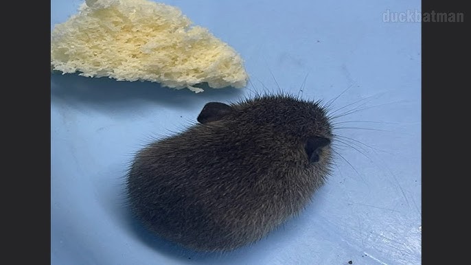 Cận cảnh chú hamster "đuôi dài" gây sốt trong câu chuyện của Phạm Minh