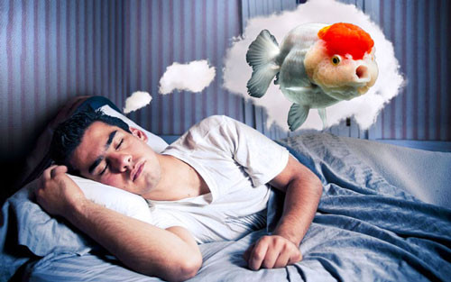 Giải mã giấc mơ thấy cá lớn mang lại tài lộc và may mắn