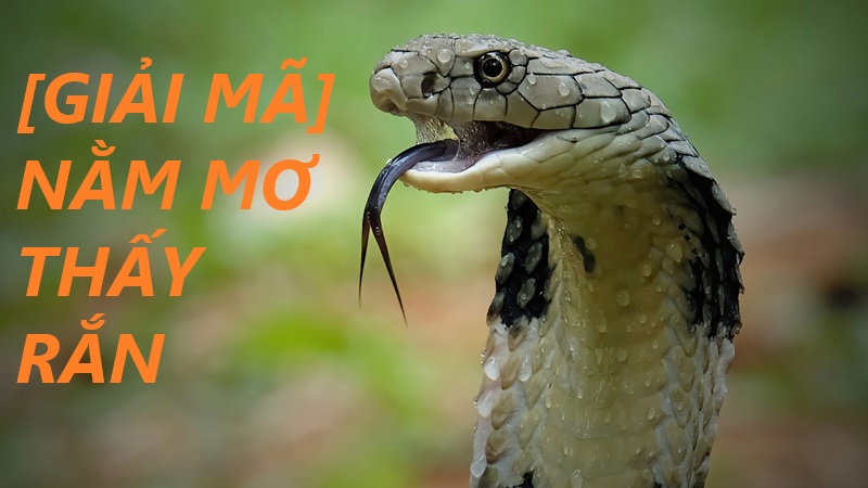 Giải mã giấc mơ thấy rắn cắn và con số lô đề may mắn