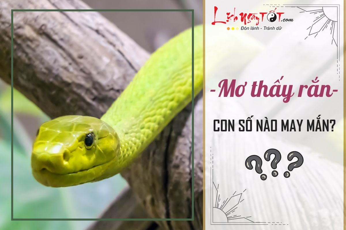 Bảng tổng hợp con số may mắn khi mơ thấy rắn theo từng trường hợp cụ thể